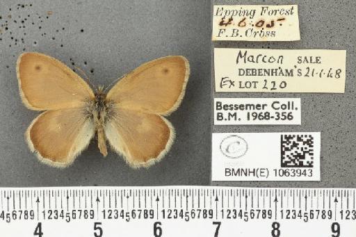 Coenonympha pamphilus ab. brunnescens Leeds, 1950 - BMNHE_1063943_25058