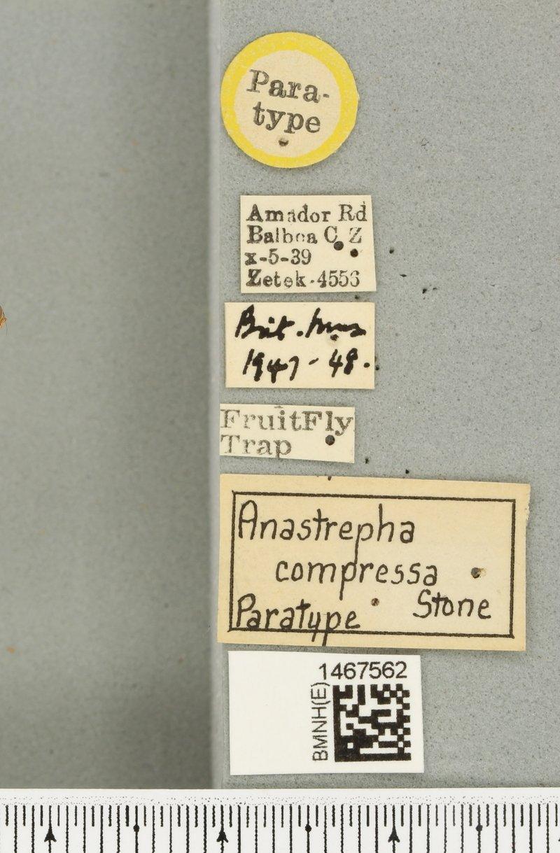 Anastrepha compressa