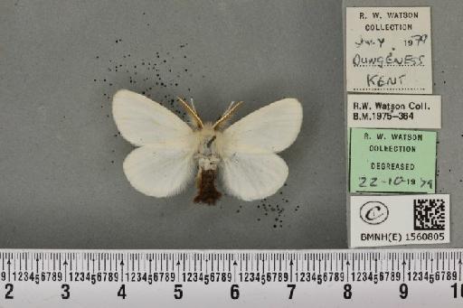 Euproctis chrysorrhoea (Linnaeus, 1758) - BMNHE_1560805_253461