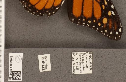 Danaus plexippus (Linnaeus, 1758) - BMNHE_1084125_label_53265