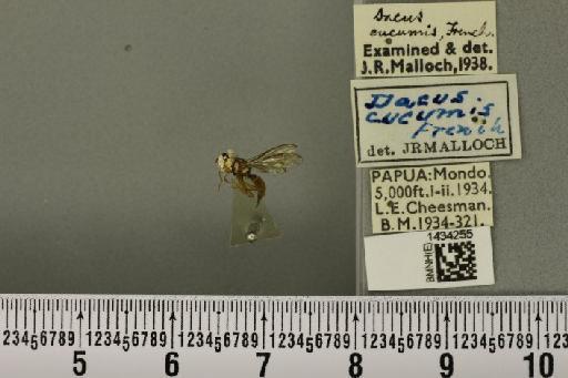 Bactrocera (Austrodacus) cucumis (French, 1907) - BMNHE_1434255_28401