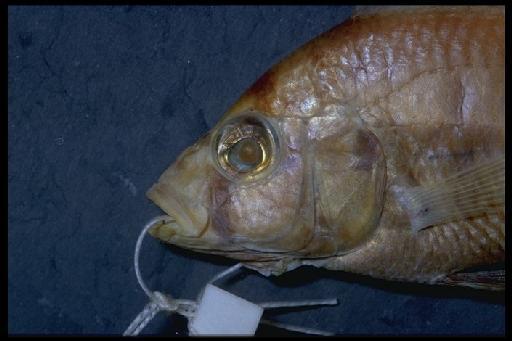 Haplochromis velifer Trewavas, 1933 - Haplochromis velifer; 1933.2.23.194