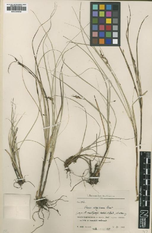 Carex illegitima Ces. - BM000895939