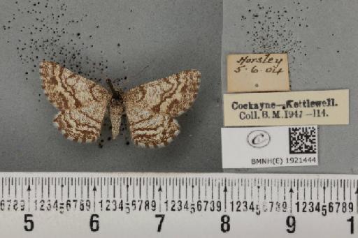 Ematurga atomaria ab. ophthalmaria Stauder, 1920 - BMNHE_1921444_486974