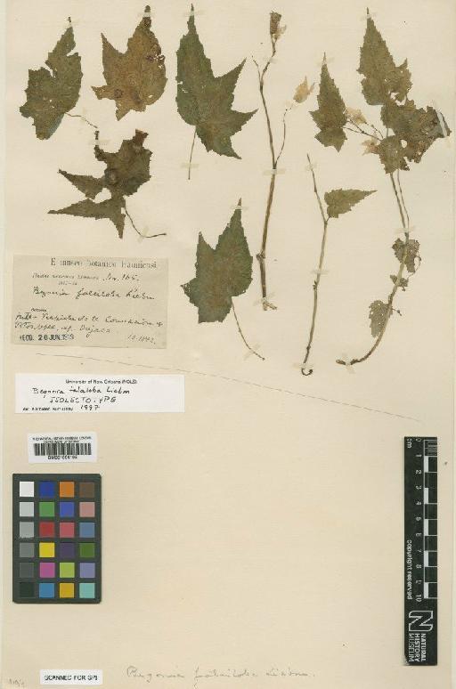 Begonia falciloba Liebm. - BM001006195