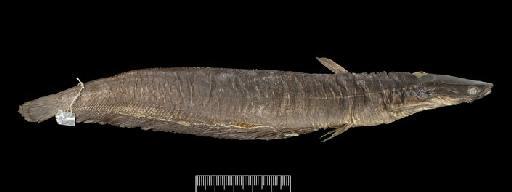 Saccobranchus microcephalus Günther, 1864 - Saccobranchus microcephalus 1864.3.18.1 RHS