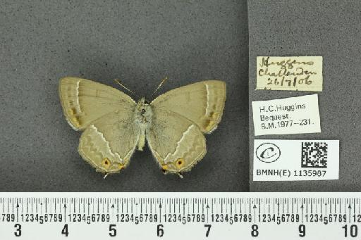 Neozephyrus quercus (Linnaeus, 1758) - BMNHE_1135987_94021