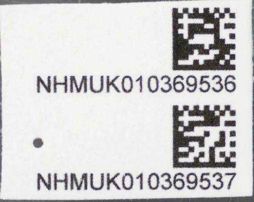 Allobaccha triangulifera (Austen, 1893) - Allobaccha triangulifera LT PLT barcodes