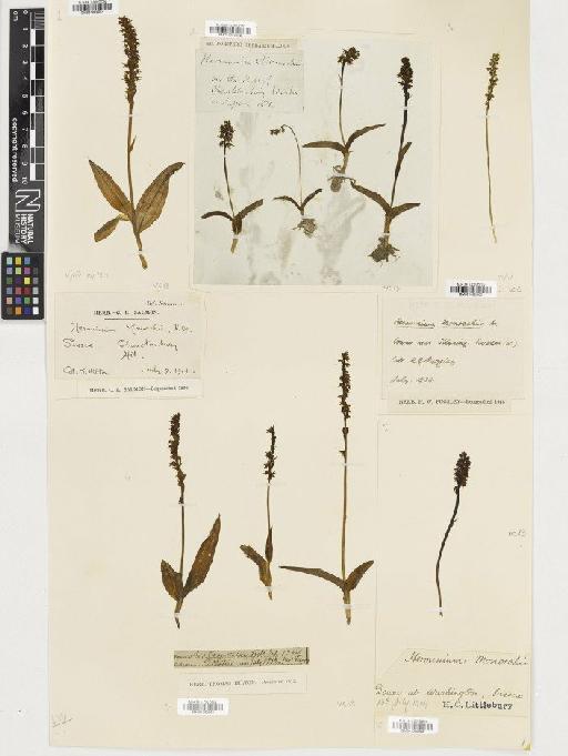 Herminium monorchis (L.) R.Br. - BM001080564