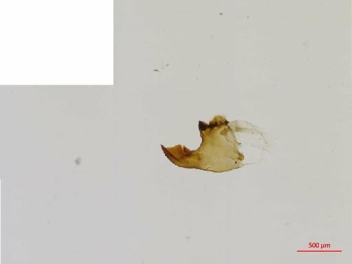 Aphodiinae Leach, 1815 - 010132576__2016_05_25-Scene-3-ScanRegion2