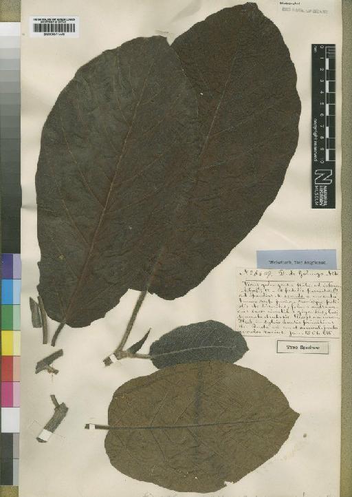 Ficus recurvata De Wild. - BM000911449