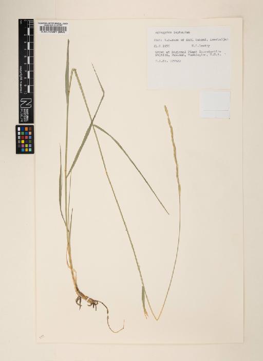 Elymus leptourus - 000013881