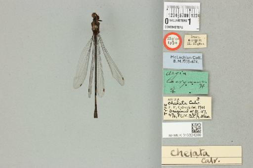 Argia chelata Calvert, 1902 - 013324200_dorsal