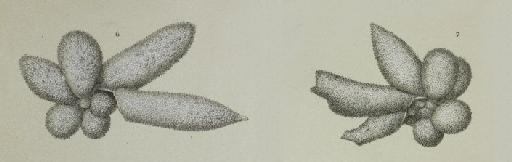 Globigerina digitata Brady, 1879 - ZF1481_82_7_Bolliella_adamsi.jpg
