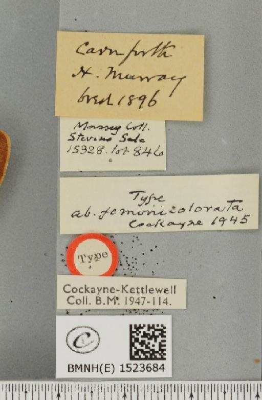 Lasiocampa quercus quercus ab. feminicolorata Cockayne, 1945 - BMNHE_1523684_label_193557