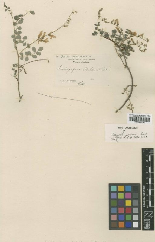 Indigofera wilsonii Craib - BM000997247