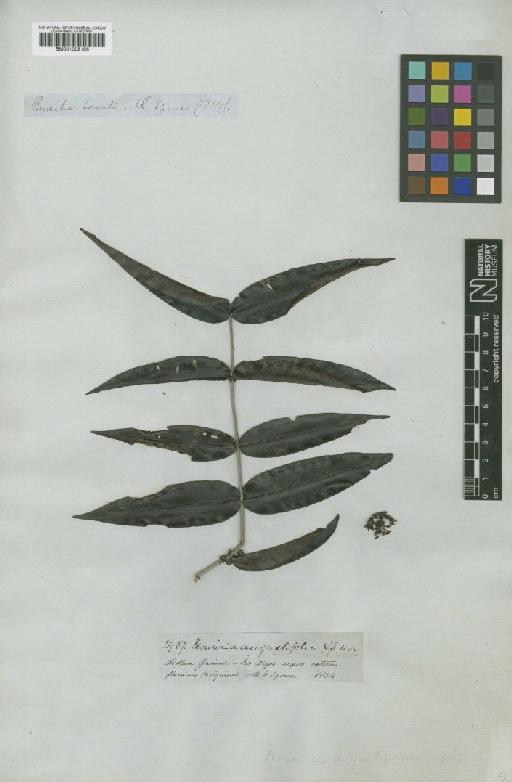 Mouriri angustifolia Spruce ex Triana - BM001008155