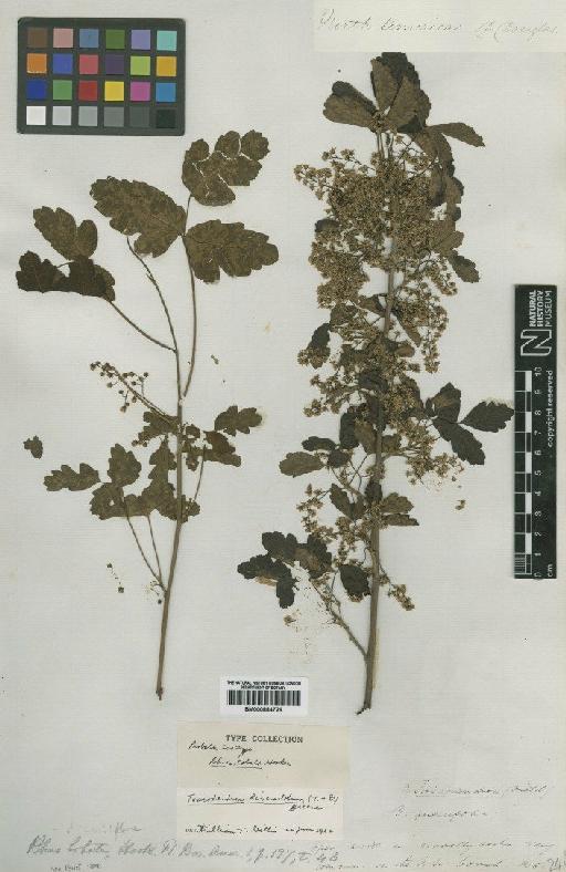 Rhus diversiloba Torr. & Gray - BM000884726