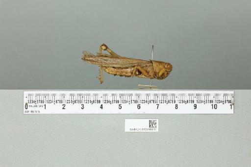Valanga nigricornis sumatrensis Uvarov, 1923 - 012498438_reverse