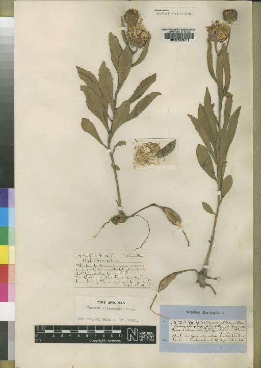 Vernonia filipendula Hiern - BM000629413