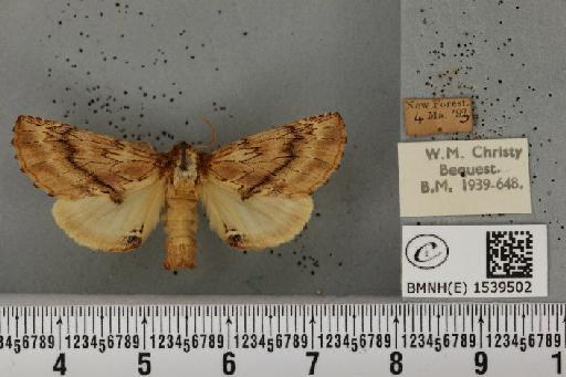 Ptilodon capucina (Linnaeus, 1758) - BMNHE_1539502_247082