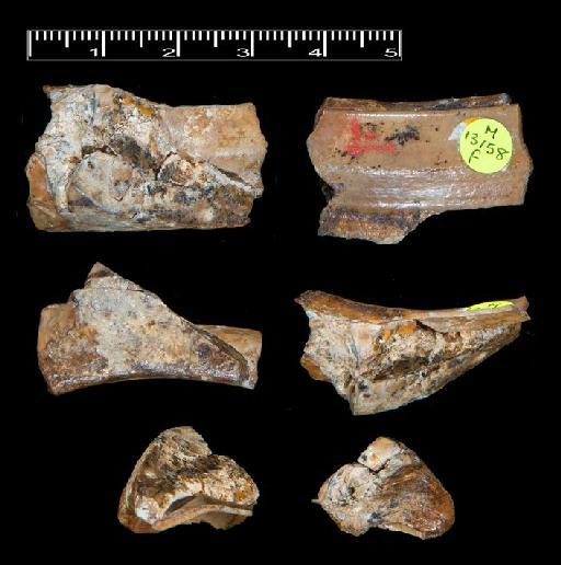 Gyrinodon quassus Hopwood, 1928 - NHMUK PV M 13158 f