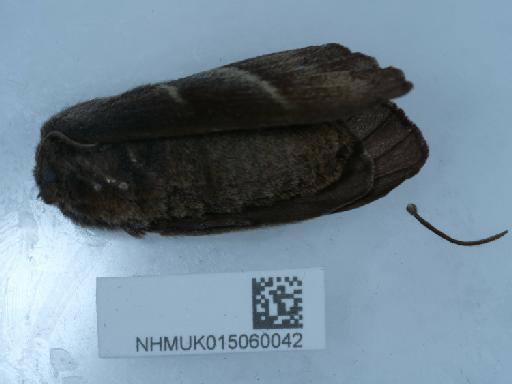 Macrothylacia rubi (Linnaeus, 1758) - 015060042_3