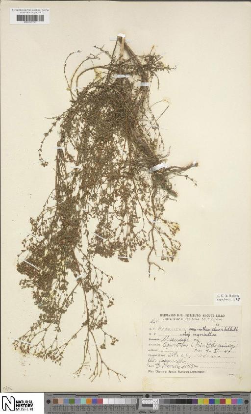 Hypericum myrianthum subsp. myrianthum - BM001207397