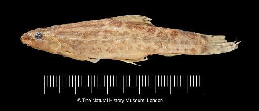 Noemacheilus tschaiyssuensis Banarescu & Nalbant, 1964 - BMNH 1935.9.12.57 Noemacheilus tschaiyssuensis HOLOTYPE