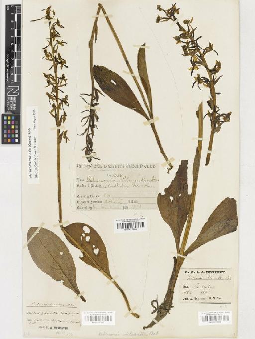 Platanthera chlorantha (Custer) Rchb. - BM001117966