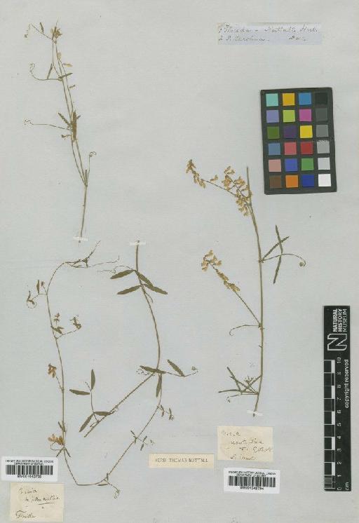 Vicia acutifolia Elliott - BM001042795