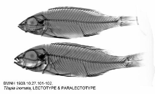 Tilapia inornata Boulenger, 1908 - BMNH 1908.10.27.101-102, Tilapia inornata, LECTOTYPE & PARALECTOTYPE, Radiograph