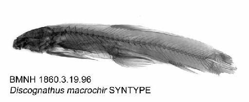 Discognathus macrochir Günther, 1868 - BMNH 1860.3.19.96 - Discognathus macrochir SYNTYPE Radiograph