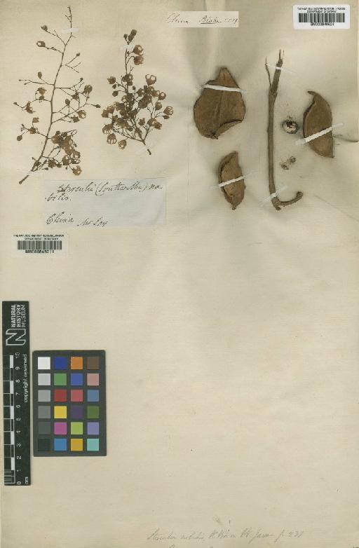 Sterculia nobilis R.Br. - BM000946524
