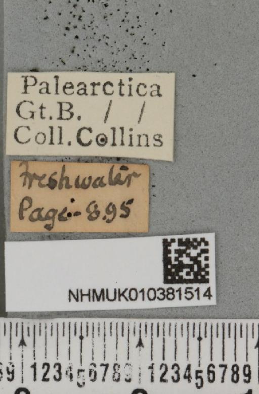 Aspitates ochrearia (Rossi, P., 1794) - NHMUK_010381514_label_503725