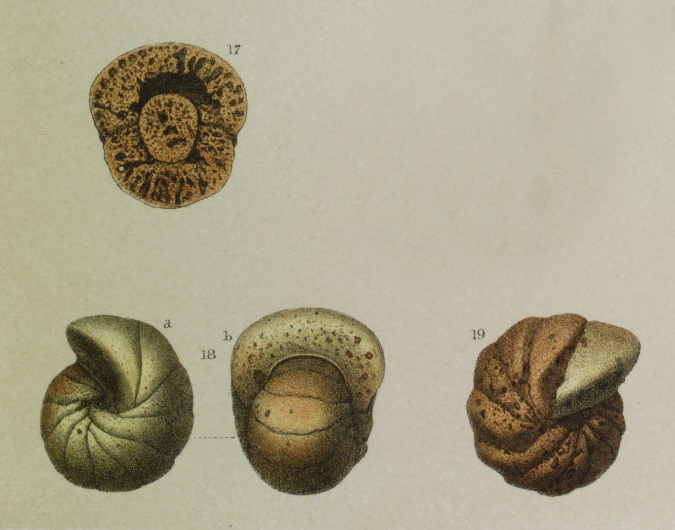 To NHMUK collection (Cyclammina orbicularis Brady, 1881; Syntype; NHMUK:ecatalogue:3092173)