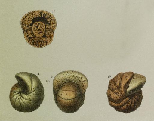 Cyclammina orbicularis Brady, 1881 - ZF1364_37_19_Cyclammina_rotundidorsata.jpg