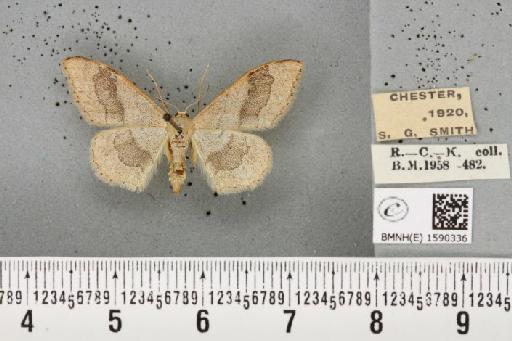 Idaea aversata (Linnaeus, 1758) - BMNHE_1590336_266821