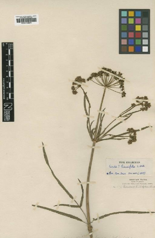 Prionosciadium linearifolium (S.Watson) J.M.Coult. & Rose - BM001008570