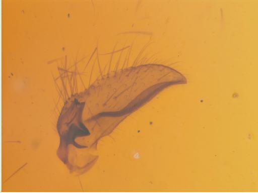 Nervijuncta bicolor Edwards, 1927 - 010626551_Nervijuncta_bicolor_HT_BMNH253400_gonostylus_HF