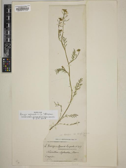 Rorippa sylvestris subsp. sylvestris Besser - BM000588108