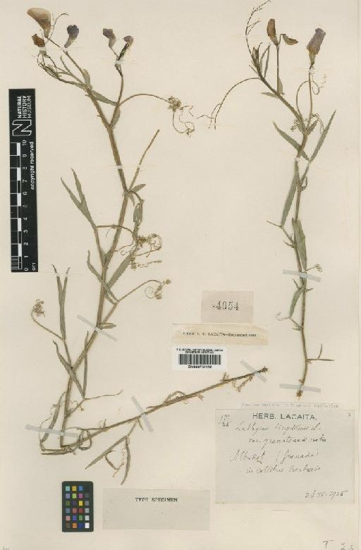 Lathyrus tingitanus L. - BM000751102