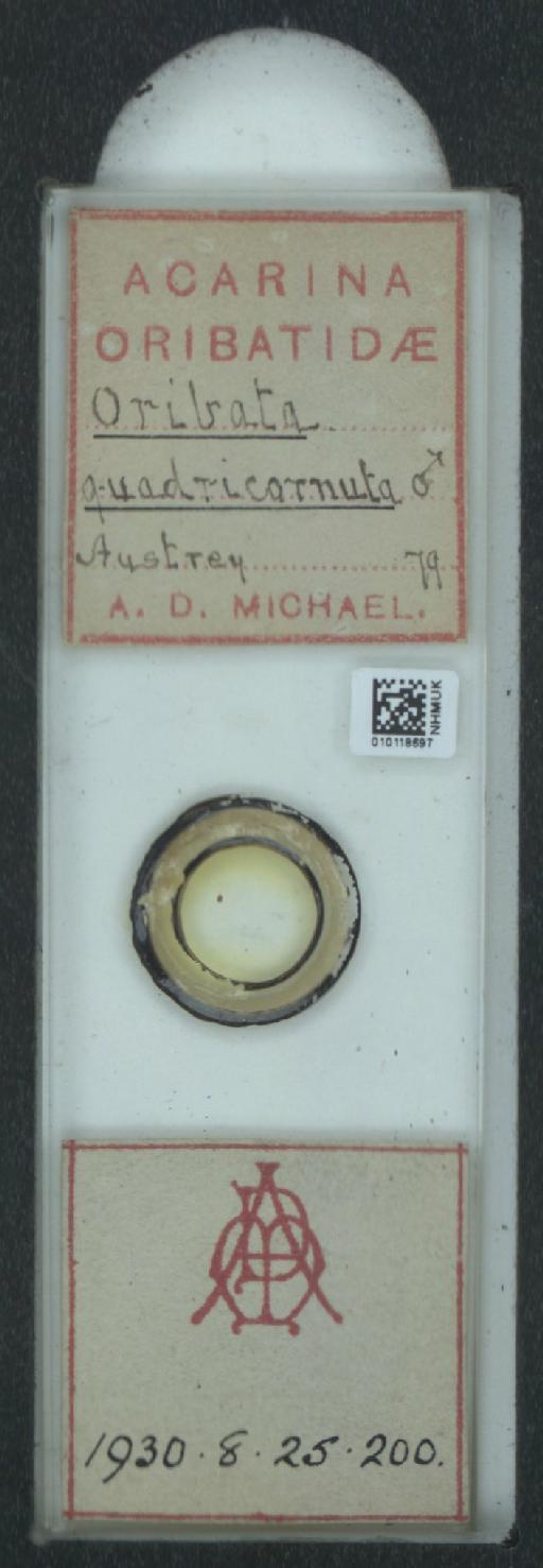 Oribata quadricornuta A.D. Michael, 1880 - 010118697_128147_1585906