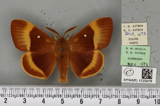 Lasiocampa quercus quercus (Linnaeus, 1758) - BMNHE_1525849_194485