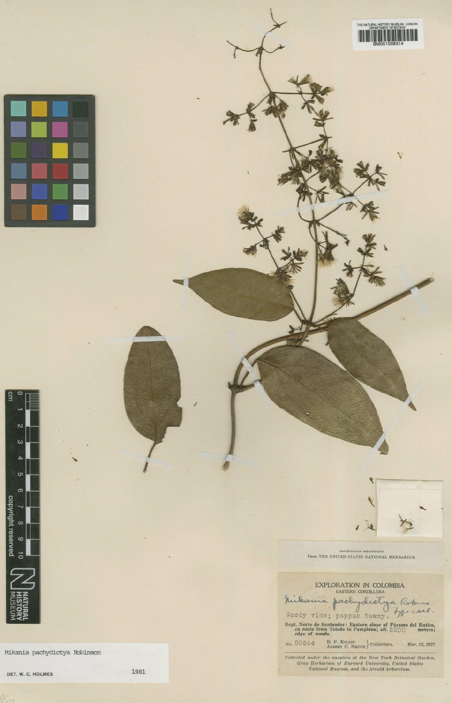 To NHMUK collection (Mikania pachydictya B.L.Rob.; Type; NHMUK:ecatalogue:571168)