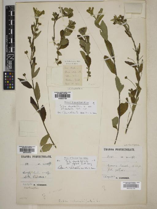 Sida rhombifolia subsp. riparia - BM000827383