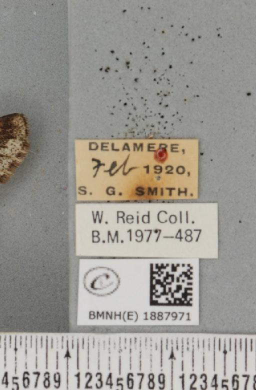 Apocheima hispidaria (Denis & Schiffermüller, 1775) - BMNHE_1887971_label_455306
