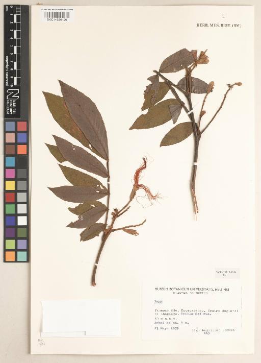 Inga Mill. - BM014636126