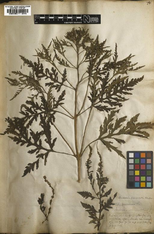 Ambrosia peruviana Willd. - BM000588911