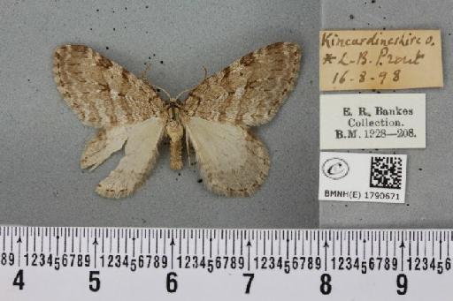 Epirrita autumnata ab. approximaria Weaver, 1852 - BMNHE_1790671_360771